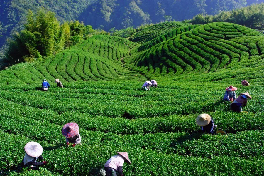 15. La Route du Thé : tradition et dégustation à l'île Maurice