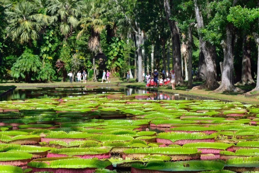 3. Découverte du Jardin Botanique de Pamplemousses : un havre de paix et de biodiversité