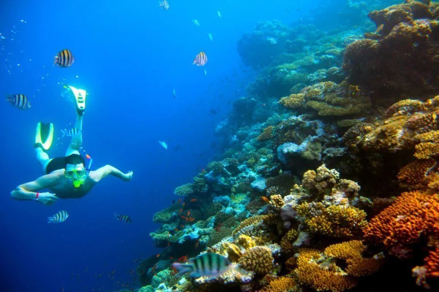 6. Plongée à l'île Maurice : exploration des fonds marins