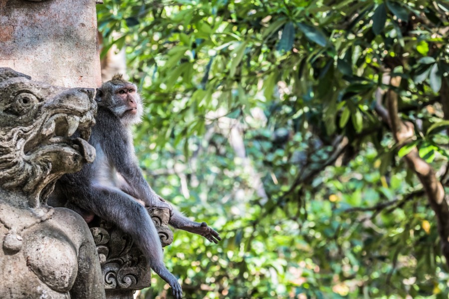 9. Un trekking dans le Parc National de Bali Barat